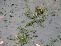 Lagarosiphon major