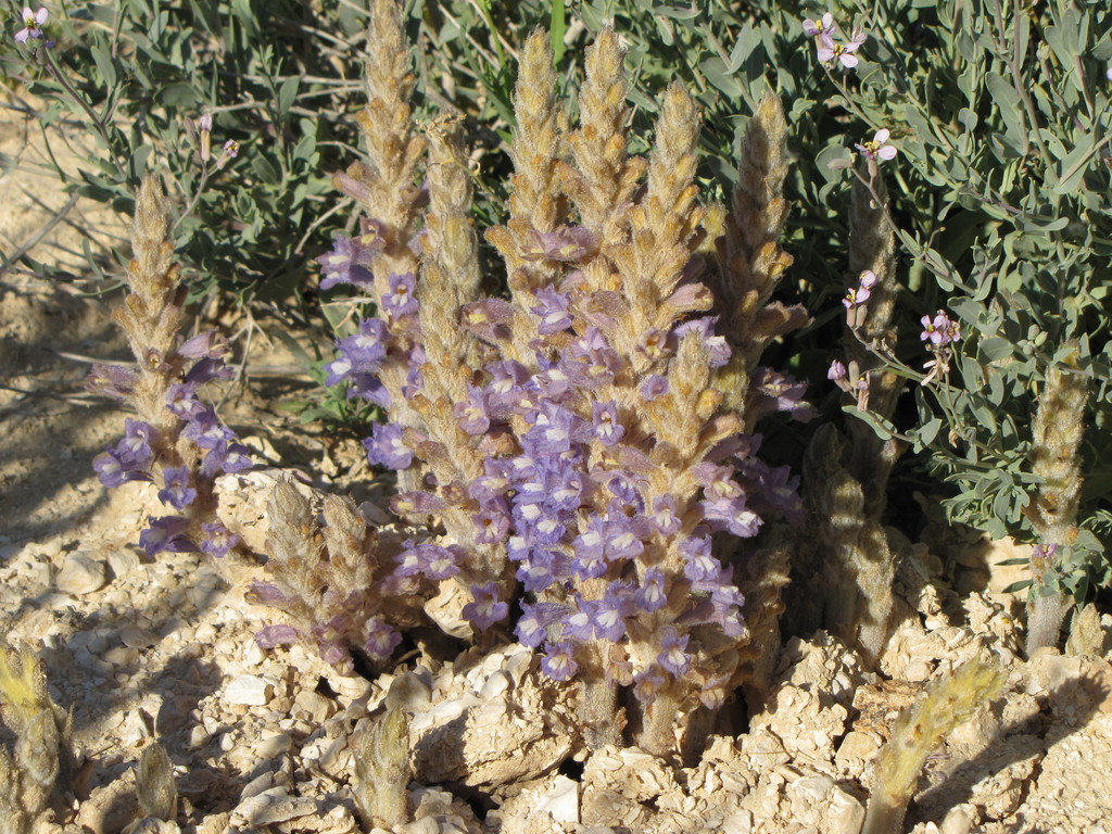 Phelipanche daninii