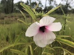 Hibiscus meraukensis