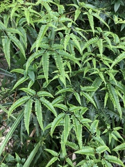 Dicranopteris pedata