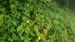 Impatiens tayemonii