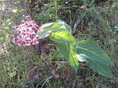 Asclepias cordifolia