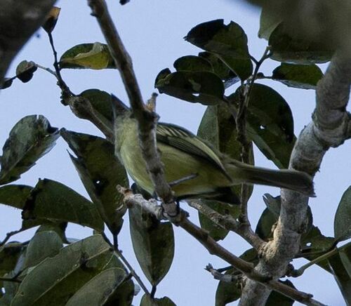 Grey-crowned Flatbill (Tolmomyias poliocephalus), photo 7
