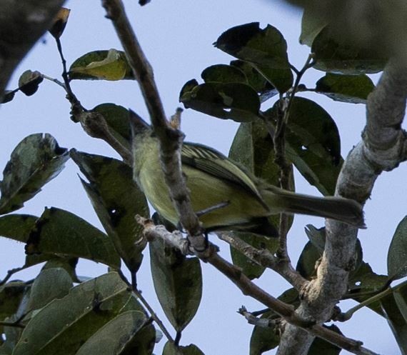 Grey-crowned Flatbill (Tolmomyias poliocephalus), photo 9