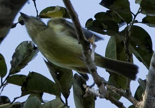 Grey-crowned Flatbill (Tolmomyias poliocephalus), photo 8