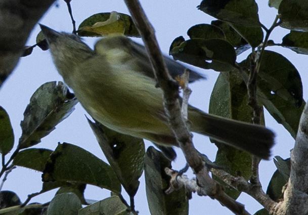 Grey-crowned Flatbill (Tolmomyias poliocephalus), photo 10