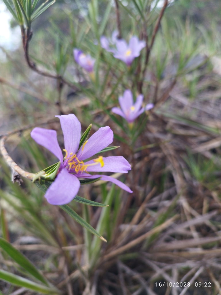 Vellozia maxillarioides
