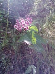 Asclepias cordifolia