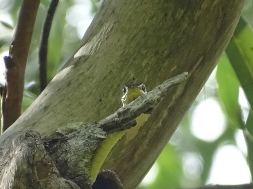 Common Tree Snake sighting