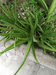 Aloe vera chinensis