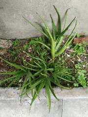 Aloe vera chinensis