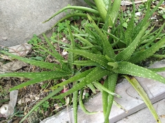 Aloe vera chinensis