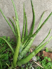 Aloe vera chinensis