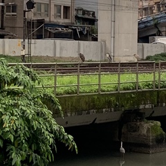 Nycticorax nycticorax