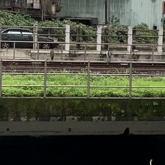 Nycticorax nycticorax