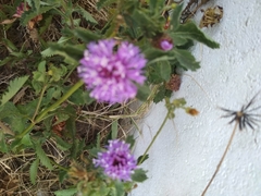 Centratherum punctatum