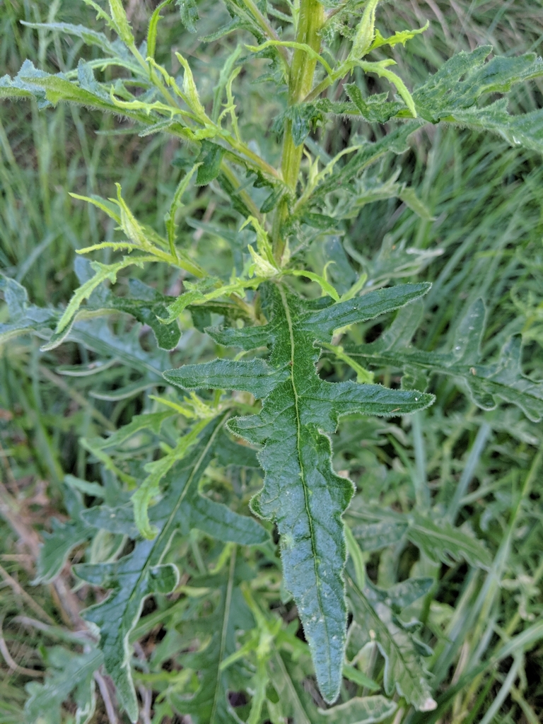 Hill Fireweed from Monash - Waverley East, AU-VI, AU on October 17 ...