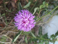 Centratherum punctatum