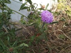 Centratherum punctatum