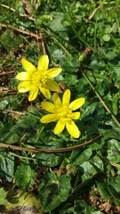 Ficaria verna