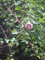 Passiflora pinnatistipula