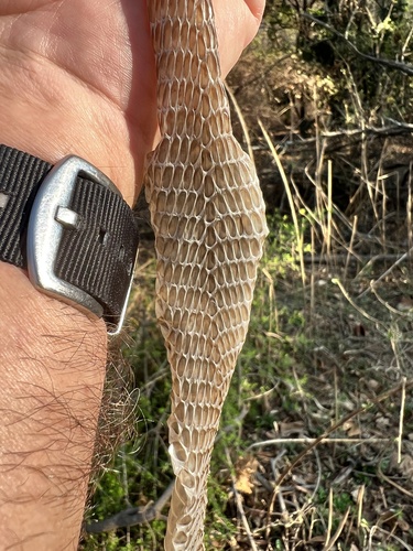Boomslang