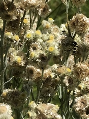 Pseudognaphalium oligandrum