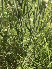 Pseudognaphalium oligandrum