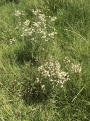 Pseudognaphalium oligandrum