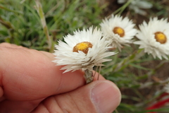 Helichrysum marginatum