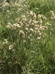 Pseudognaphalium oligandrum