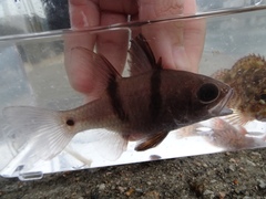 Apogonichthyoides pseudotaeniatus