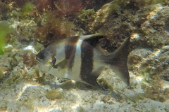 Scorpis georgiana