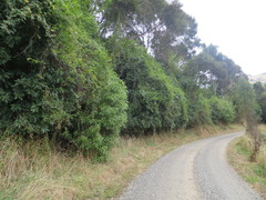 Passiflora pinnatistipula