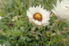 Helichrysum marginatum