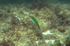 Halichoeres brownfieldi