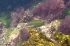 Halichoeres brownfieldi