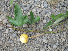 Passiflora pinnatistipula