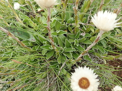 Helichrysum marginatum