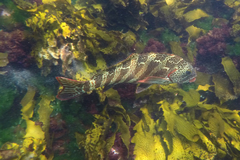 Goniistius rubrolabiatus