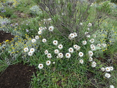 Helichrysum marginatum