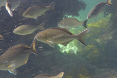 Kyphosus cornelii