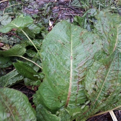Rumex