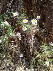 Erigeron foliosus