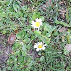 Bellis perennis