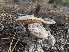 Amanita mutabilis image