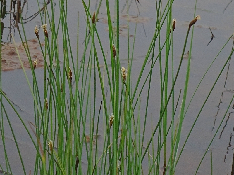 Eleocharis kamtschatica
