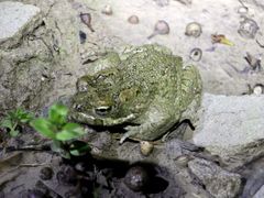 Bufotes cypriensis