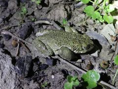 Bufotes cypriensis