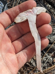 Amanita mutabilis image